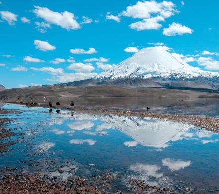 Journey and Tour Full Day, Arica - National Park Lauca - Arica