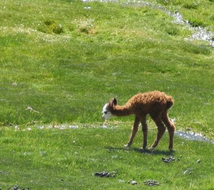 Putre - Parc Nacional Lauca - Lac Chungara - Putre (1 Jour)