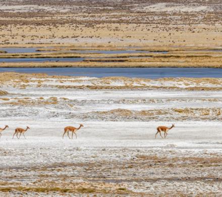 Journey and Tour Atacama, Cejar Lagoon - Highland Lagoons Miscanti and Miñiques - Tatio Geyser (4 days/ 3 nights)