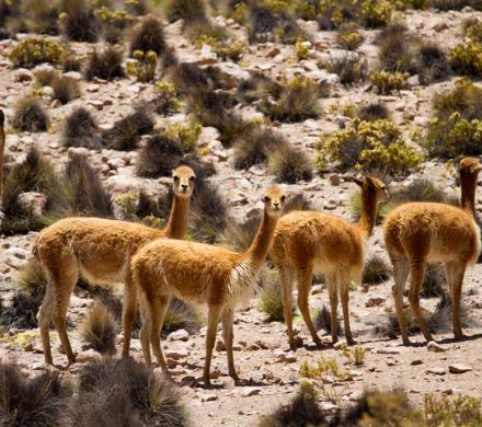 Viaje y Tours Atacama, Laguna Cejar - Lagunas altiplánicas Miscanti y Miñiques - Geyser del Tatio (4 días/3 noches)