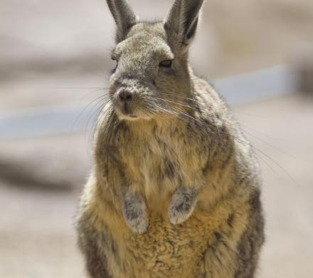 Journey to Putre - Vicuña National Reserve - Salt Lake Surire - Colchane - Iquique (2 days/ 1 night)