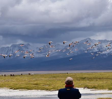 Viaje a Putre - Reserva Nacional las Vicuñas - Salar de Surire - Putre. (1 día)