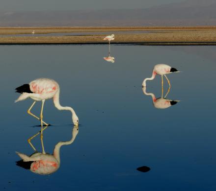 Viaje a Arica - Putre - Lago Chungará - Parque Nacional Lauca - Salar de Surire - Arica. (3 días/2 noches)