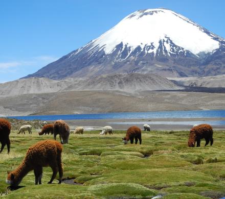 Journey to Arica - Putre - National Park Lauca - Lake Chungara - Arica (2 days/ 1 night)