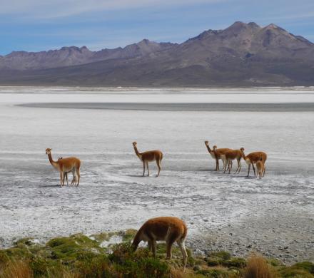 Reise nach Putre - Nationalreservat Las Vicuñas - Salzsee Surire - Putre (1 Tag)