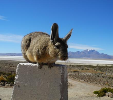 Putre - Parc Nacional Lauca - Lac Chungara - Putre (1 Jour)