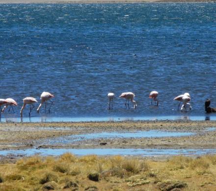 Viaje y Tour por el Norte de Chile y Altiplano Chileno. (8 dí­as/7 noches)