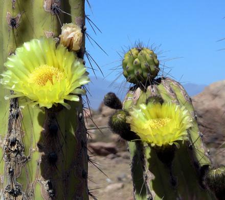 Viaje y Aventura por el Altiplano (5 días/4 noches)