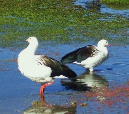 Journey to Iquique - Colchane - Salt Lake Surire - National Park Lauca - Lake Chungara - Arica (4 days/ 3 nights)