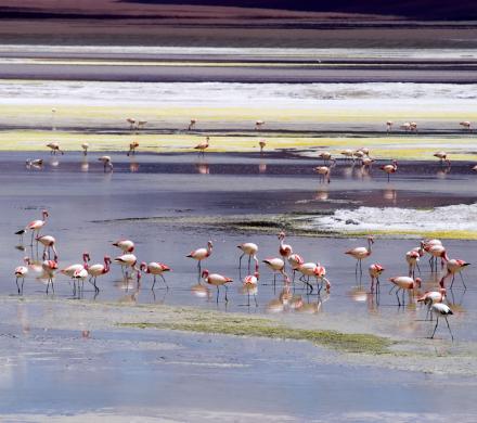 Journey and Excursion, Atacama, Tulor, Salt Lake of Tara, Cejar Lagoon (7 days/ 6 nights)