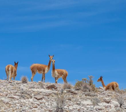 Journey to Arica - Putre - National Park Lauca - Lake Chungara - Arica (2 days/ 1 night)