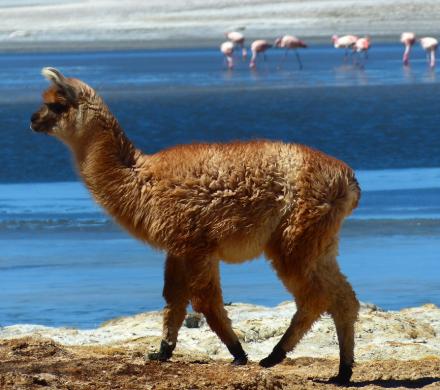 Journey to Arica - Putre - Lake Chungara - National Park Lauca - Salt Lake Surire - Arica (3 days/ 2 nights)