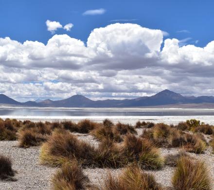 Putre - Reserve Nationale Las Vicuñas - Salar de Surire - Putre (1 Jour)