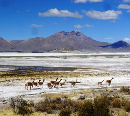 Journey and Tour Salt Lakes of Chile, Salt Lake Surire - Salt Lake Huasco - Salt Lake Coposa - Salt Lake Atacama (8 days/ 7 nights)