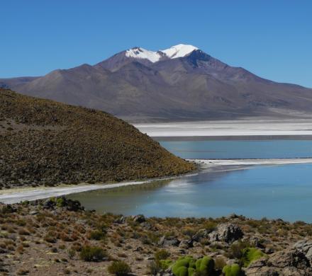 Putre - Vicuña National Reserve - Salt Lake Surire - Putre (1 day)