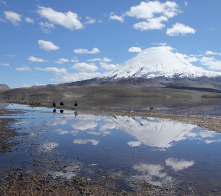 Viaje a Putre - Parque Nacional Lauca - Lago Chungará -  Putre. (1 dí­a)