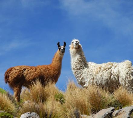 Reise nach Putre - Nationalpark Lauca - See Chungara - Arica (1 Tag)