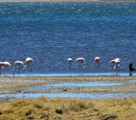 Viaje y Tours Atacama, Laguna Cejar - Lagunas altiplánicas Miscanti y Miñiques - Geyser del Tatio (4 días/3 noches)