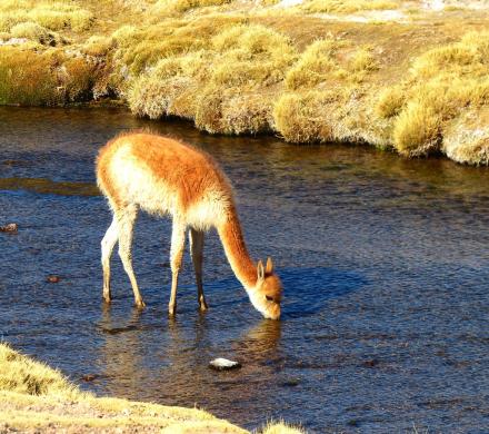 Journey and Tour through the North of Chile and the Chilean Highland (8 days/ 7 nights)