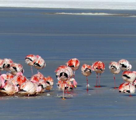 Tour and Excursion - San Pedro de Atacama - Petroglyphs of Hierbas Buenas - Rainbow Valley - Salt Lake of Tara (5 days/ 4 nights)