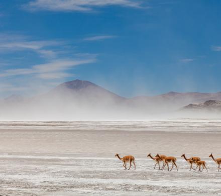 Journey to Putre - Vicuña National Reserve - Salt Lake Surire - Colchane - Iquique (2 days/ 1 night)