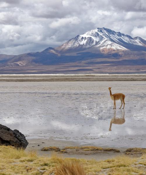 Journey to Iquique - Colchane - Salt Lake Surire - National Park Lauca - Lake Chungara - Arica (4 days/ 3 nights)