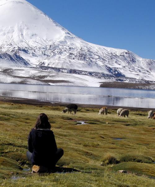 Journey to Arica - Putre - National Park Lauca - Lake Chungara - Arica (2 days/ 1 night)