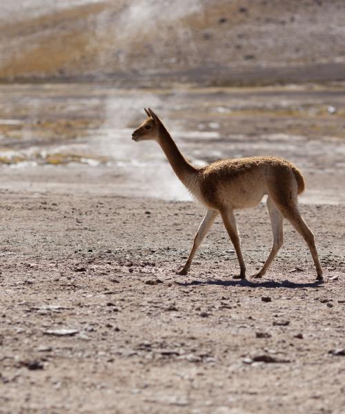 Tourism in the Atacama, Archaeological Tour, Moon Valley, Cejar Lagoon, Highland Lagoons, Tatio Geyser (6 days/ 5 nights)