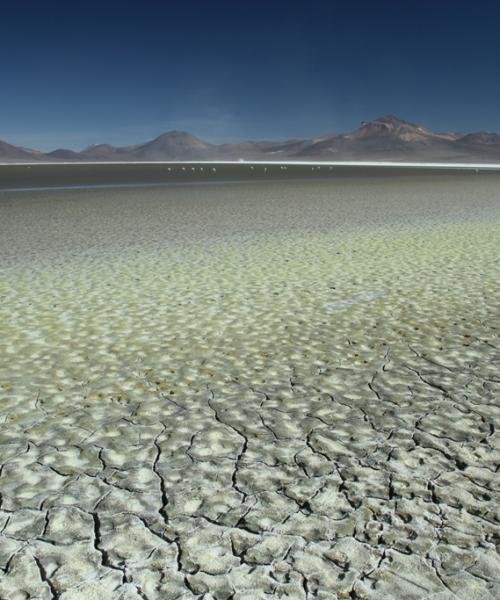 Journey and Tour Salt Lakes of Chile, Salt Lake Surire - Salt Lake Huasco - Salt Lake Coposa - Salt Lake Atacama (8 days/ 7 nights)