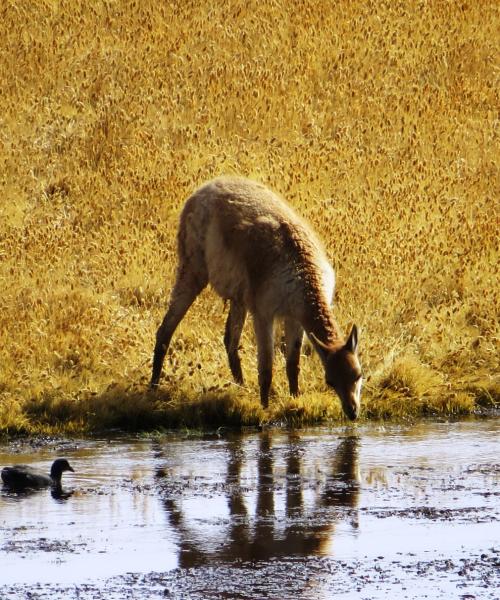 Journey and Tour Atacama, Cejar Lagoon - Highland Lagoons Miscanti and Miñiques - Tatio Geyser (4 days/ 3 nights)