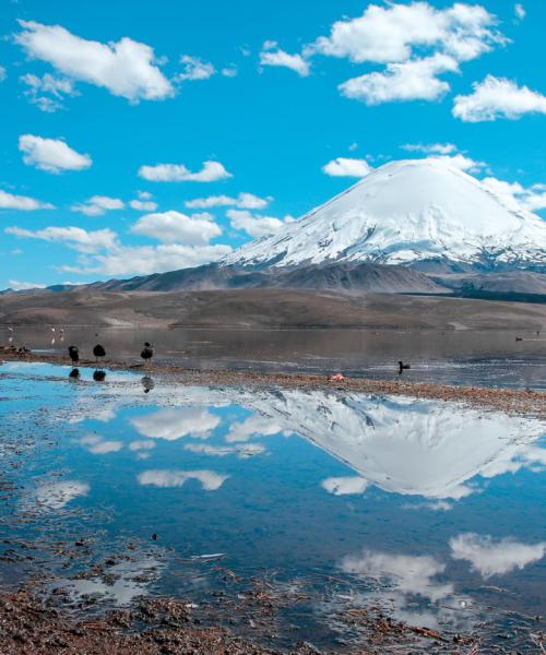 Journey and Tour Full Day, Arica - National Park Lauca - Arica