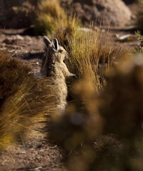 Tourism in the Atacama, Archaeological Tour, Moon Valley, Cejar Lagoon, Highland Lagoons, Tatio Geyser (6 days/ 5 nights)