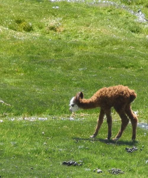 Putre - Parc Nacional Lauca - Lac Chungara - Putre (1 Jour)