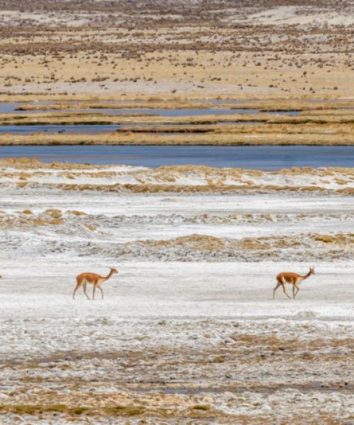 Journey and Tour Atacama, Cejar Lagoon - Highland Lagoons Miscanti and Miñiques - Tatio Geyser (4 days/ 3 nights)