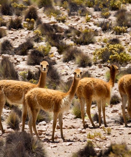 Journey to Arica - Putre - Lake Chungara - National Park Lauca - Salt Lake Surire - Arica (3 days/ 2 nights)