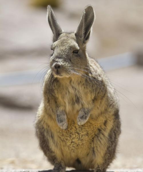 Viaje a Putre - Reserva las Vicuñas - Salar de Surire - Colchane - Iquique. (2 días/1 noche)