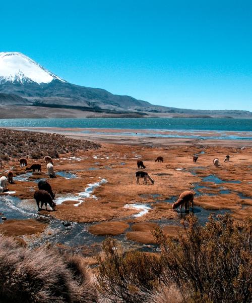 Journey and Adventure in the North of Chile (7 days/ 6 nights)