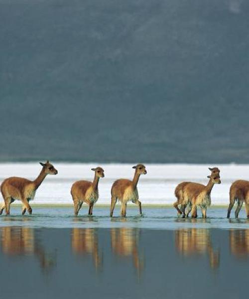 Viaje a Putre - Reserva Nacional las Vicuñas - Salar de Surire - Putre. (1 día)