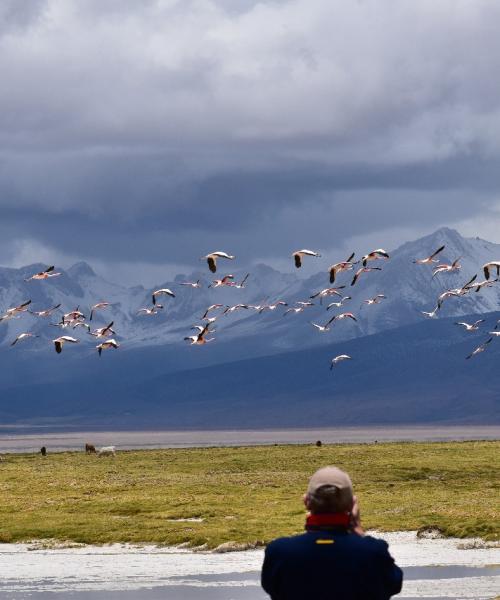 Viaje a Putre - Reserva Nacional las Vicuñas - Salar de Surire - Putre. (1 día)