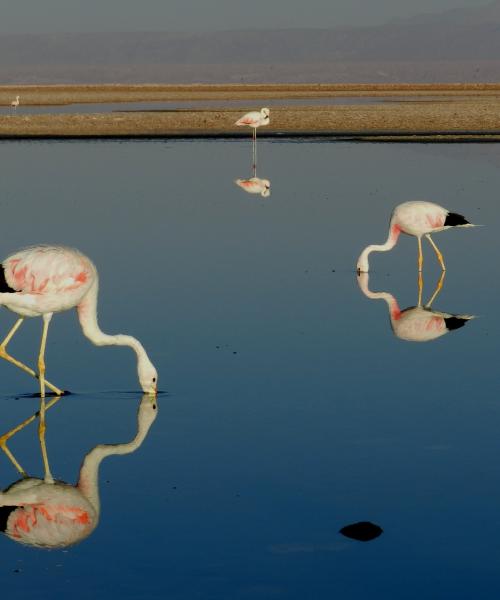 Journey to Arica - Putre - Lake Chungara - National Park Lauca - Salt Lake Surire - Arica (3 days/ 2 nights)