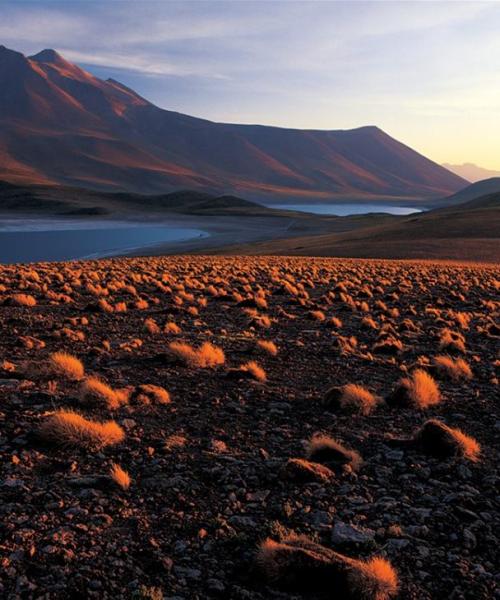 Journey and Tour Atacama, Cejar Lagoon - Highland Lagoons Miscanti and Miñiques - Tatio Geyser (4 days/ 3 nights)