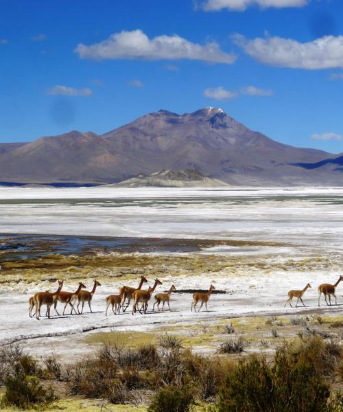 Viaje a Putre - Reserva las Vicuñas - Salar de Surire - Colchane - Iquique. (2 días/1 noche)