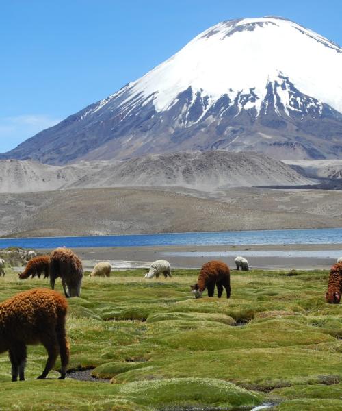 Journey to Arica - Putre - National Park Lauca - Lake Chungara - Arica (2 days/ 1 night)