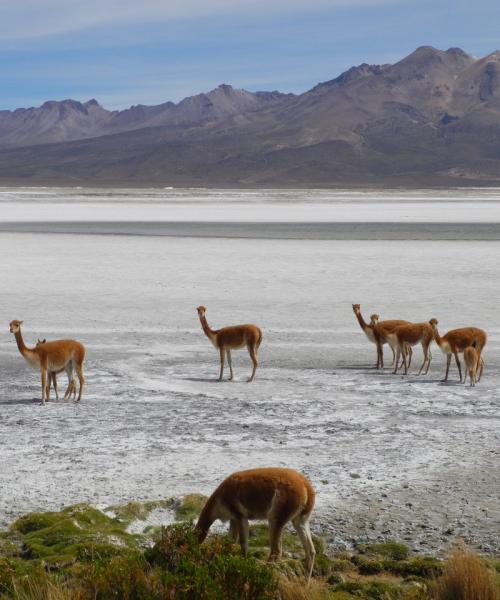 Reise nach Putre - Nationalreservat Las Vicuñas - Salzsee Surire - Putre (1 Tag)