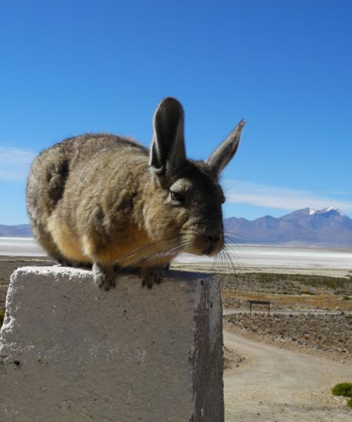 Putre - Parc Nacional Lauca - Lac Chungara - Putre (1 Jour)