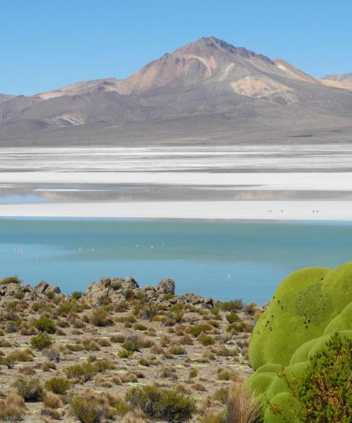 Journey to Putre - Vicuña National Reserve - Salt Lake Surire - Colchane - Iquique (2 days/ 1 night)