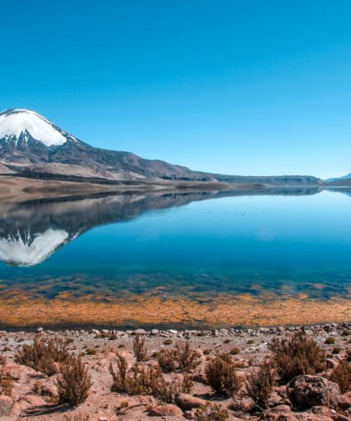 Journey to Arica - Putre - Lake Chungara - National Park Lauca - Salt Lake Surire - Arica (3 days/ 2 nights)