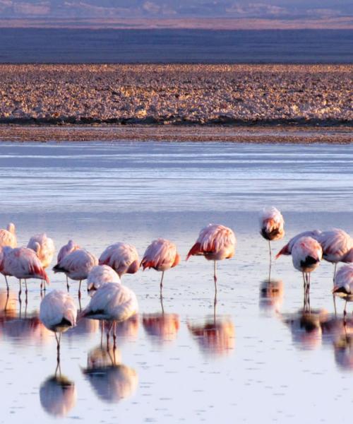 Journey to Putre - Vicuña National Reserve - Salt Lake Surire - Colchane - Iquique (2 days/ 1 night)