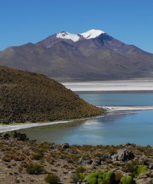 Putre - Reserve Nationale Las Vicuñas - Salar de Surire - Putre (1 Jour)