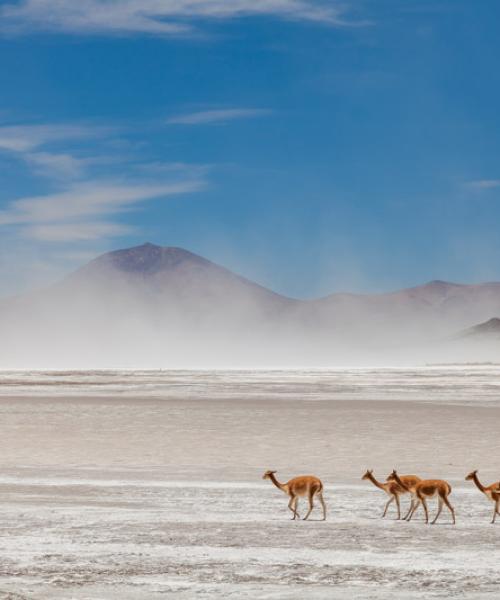 Journey to Putre - Vicuña National Reserve - Salt Lake Surire - Colchane - Iquique (2 days/ 1 night)